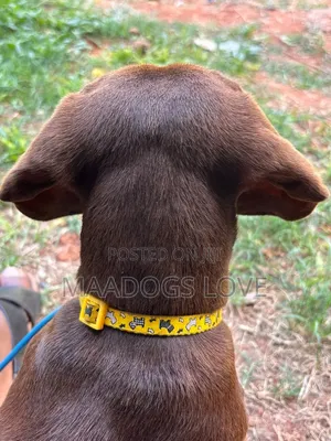 6-12 months Female Purebred Dachshund