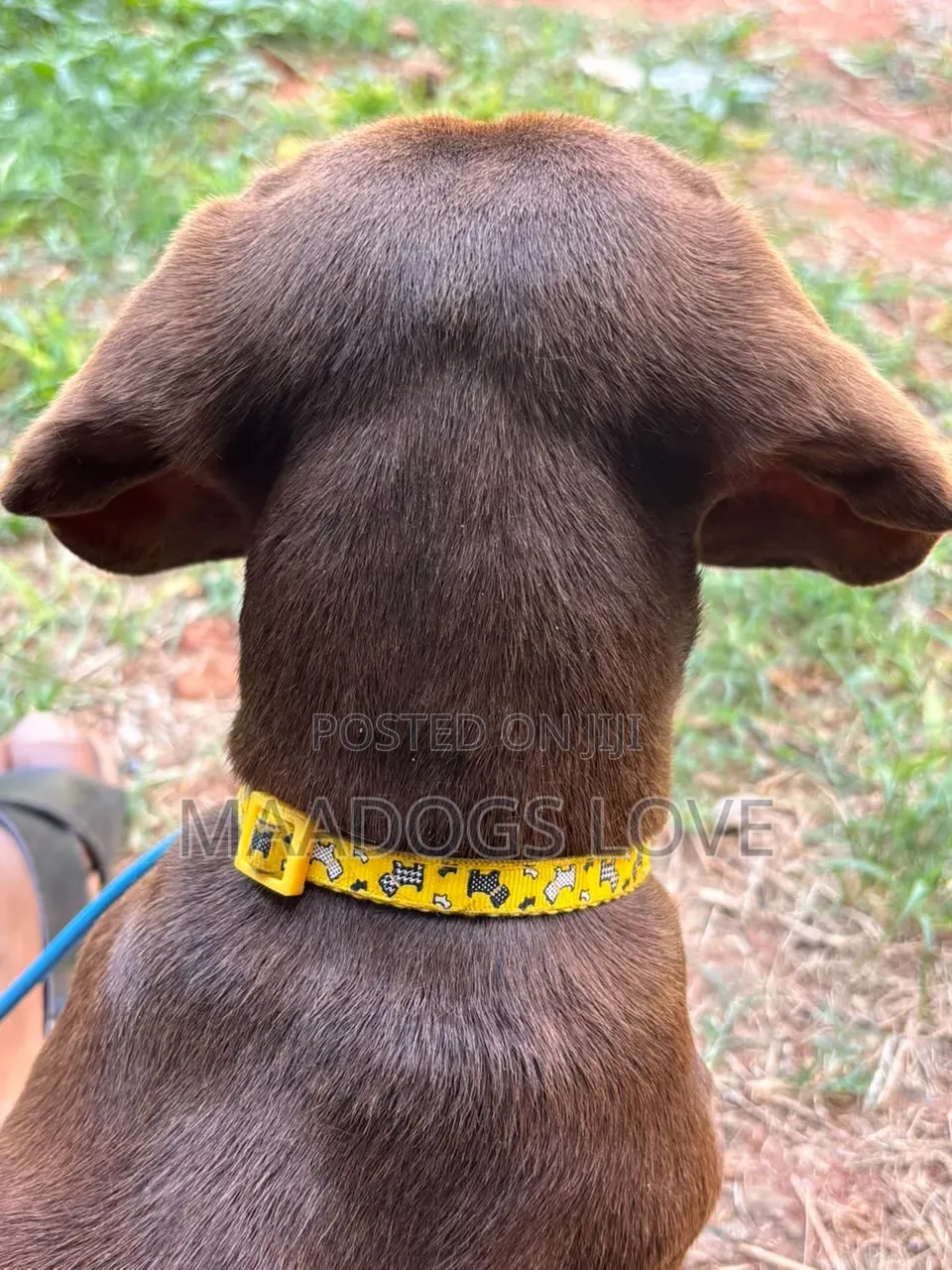 6-12 months Female Purebred Dachshund