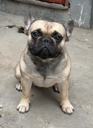 1-3 months Female Purebred French Bulldog