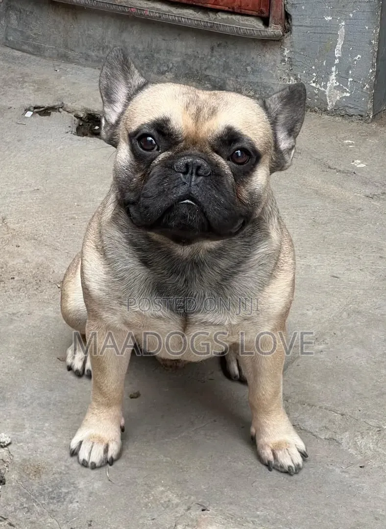 1-3 months Female Purebred French Bulldog