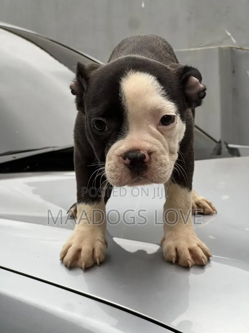 1-3 months Female Purebred French Bulldog