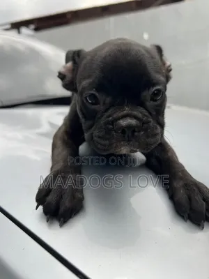1-3 months Female Purebred French Bulldog
