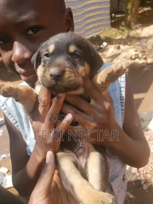 1-3 months Male Mixed Breed Rottweiler
