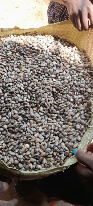 Castor Seeds for Bulk Sale Only Per Kilogram