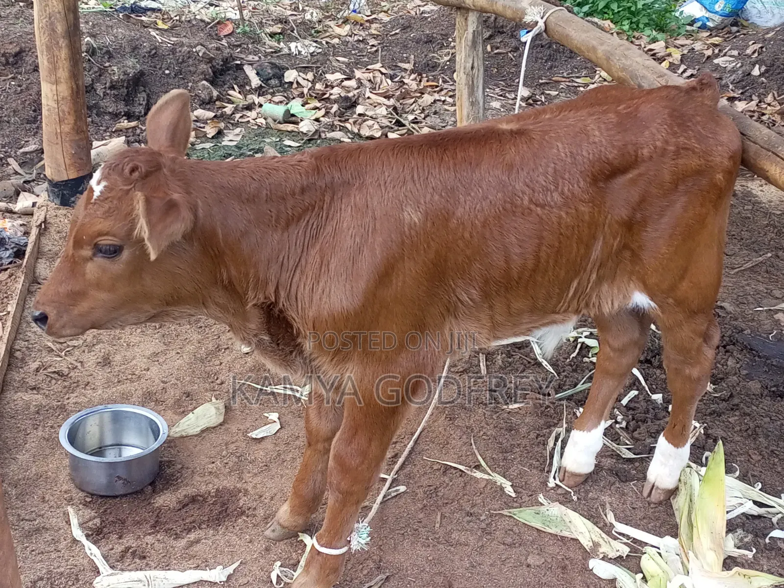 Poultry Farming