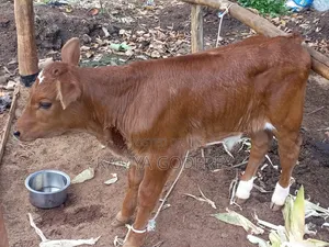 Poultry Farming