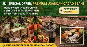 Premium Cacao Beans - Fermented, Sun-Dried - Kampala