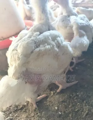 Broiler Hen