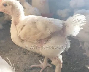 6 Weeks Broilers