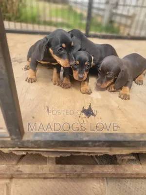 1-3 months Female Purebred Dachshund