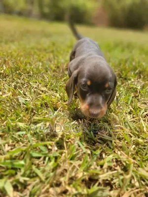 1-3 months Female Purebred Dachshund