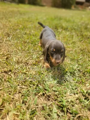 1-3 months Male Purebred Dachshund