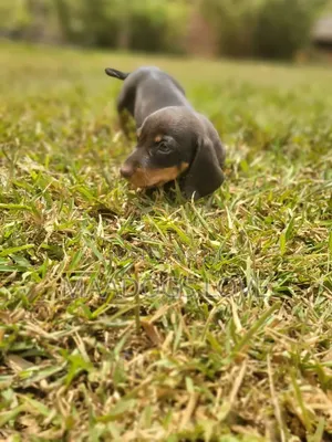 1-3 months Male Purebred Dachshund