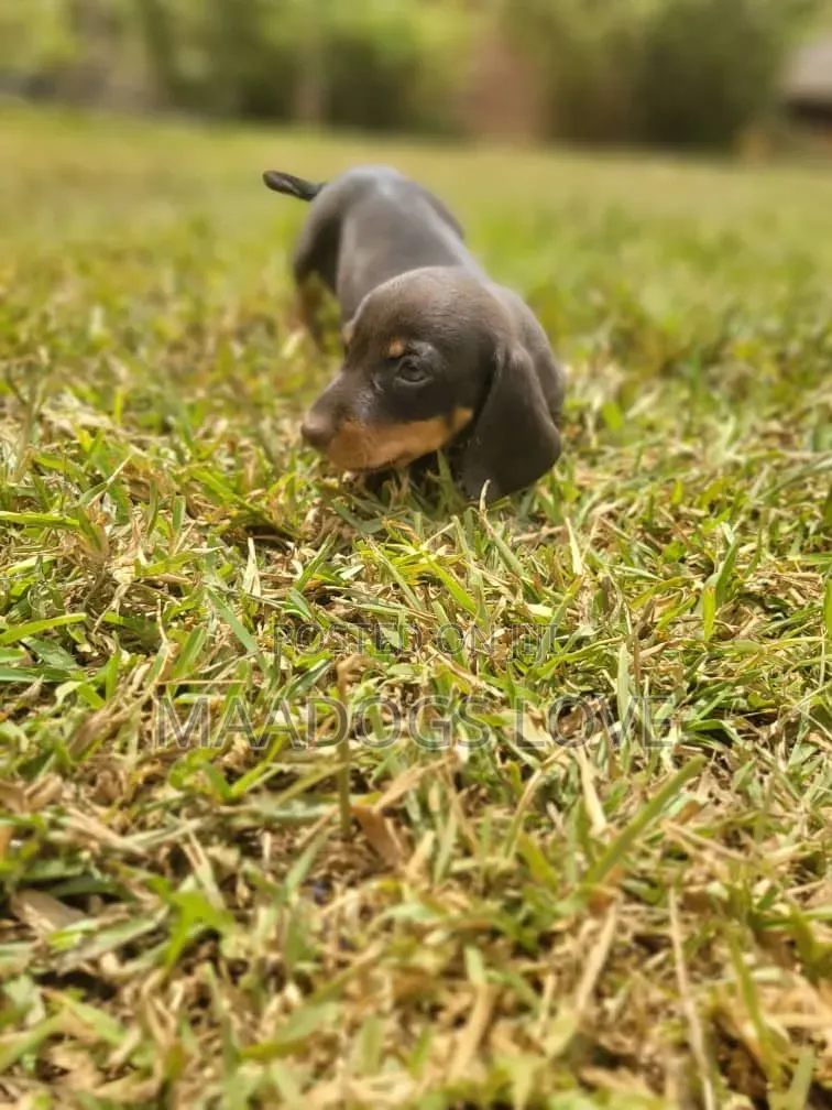 1-3 months Male Purebred Dachshund