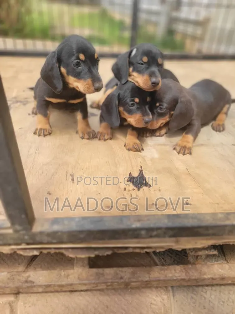 1-3 months Male Purebred Dachshund