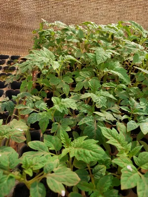 Tomato Seedlings