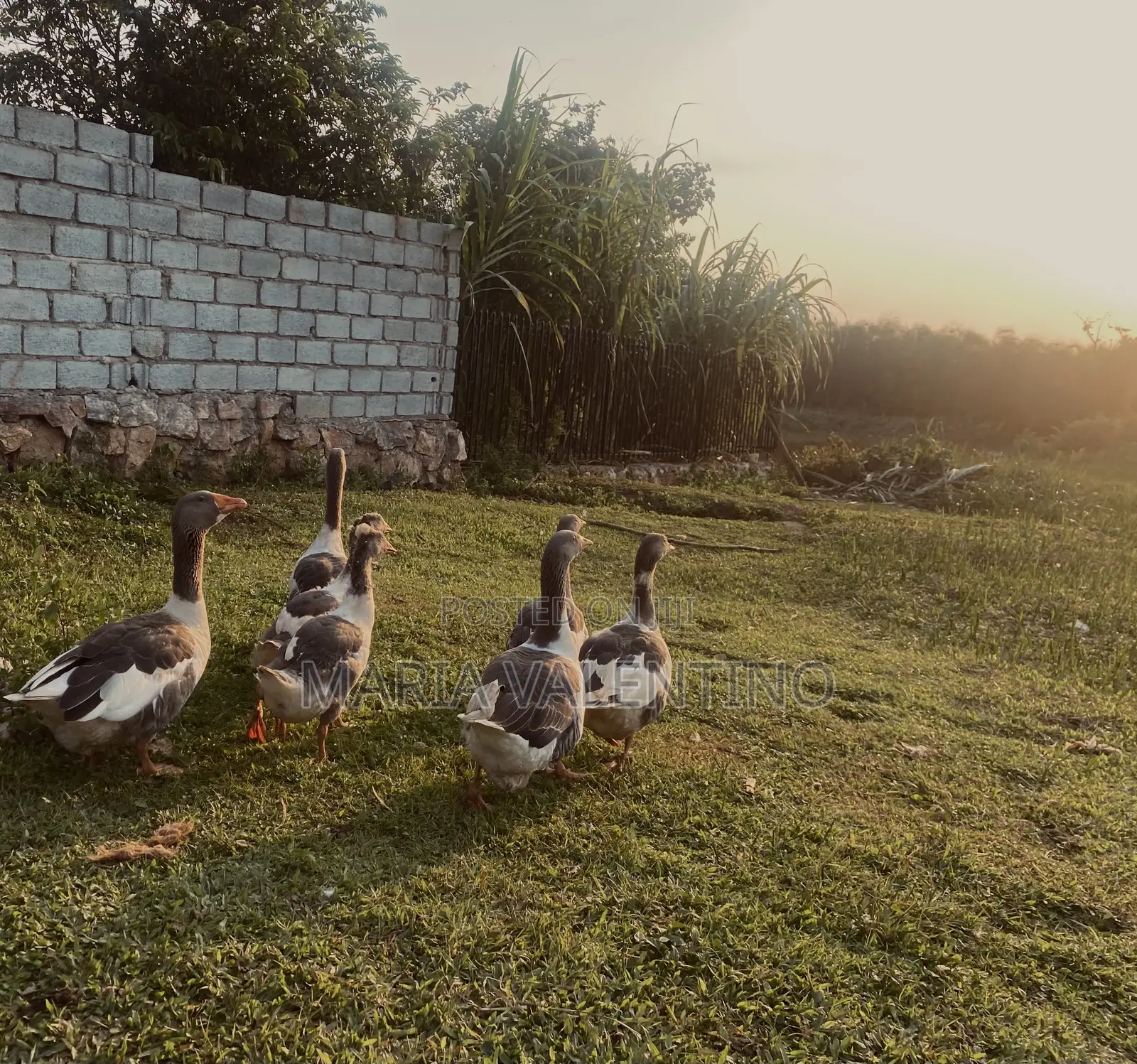 Greylag Geese