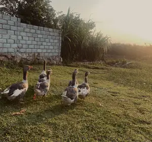Greylag Geese