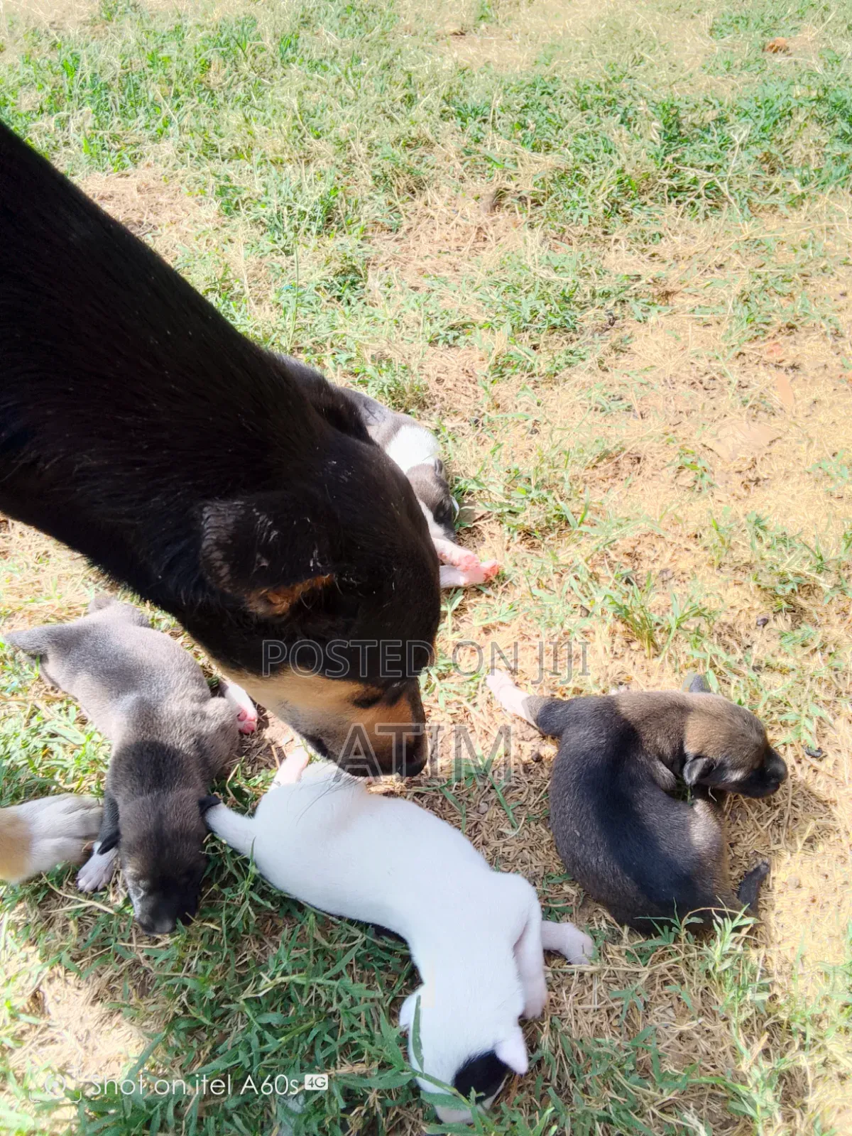 0-1 month Male Mixed Breed German Shepherd