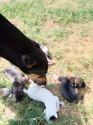 0-1 month Male Mixed Breed German Shepherd