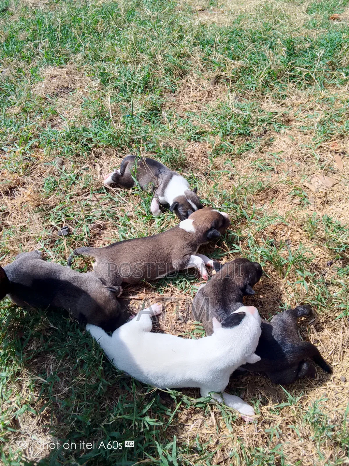 0-1 month Male Mixed Breed German Shepherd