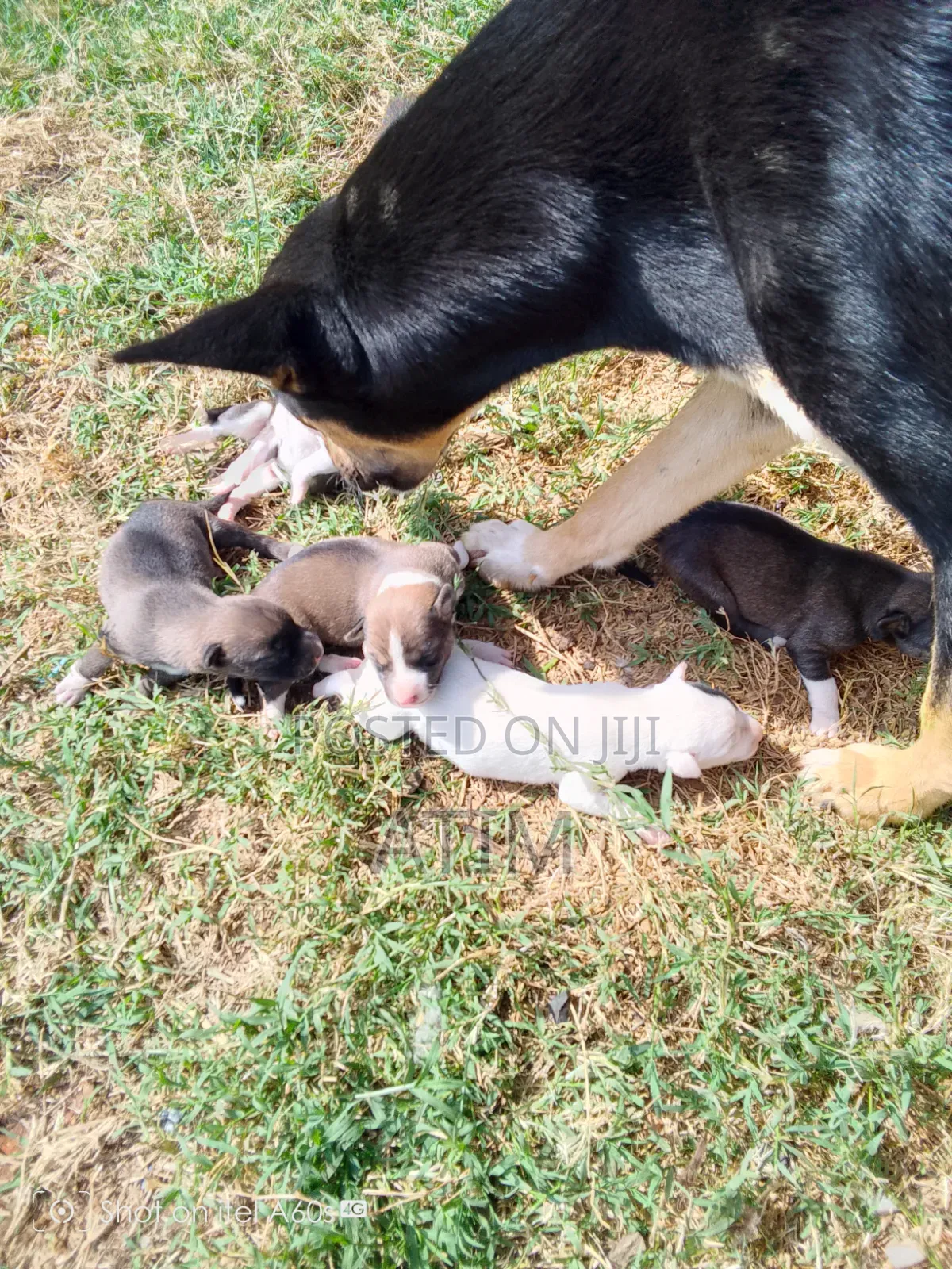 0-1 month Male Mixed Breed German Shepherd