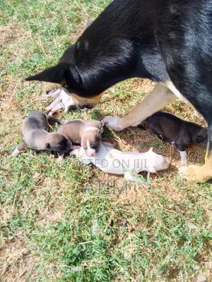 0-1 month Male Mixed Breed German Shepherd