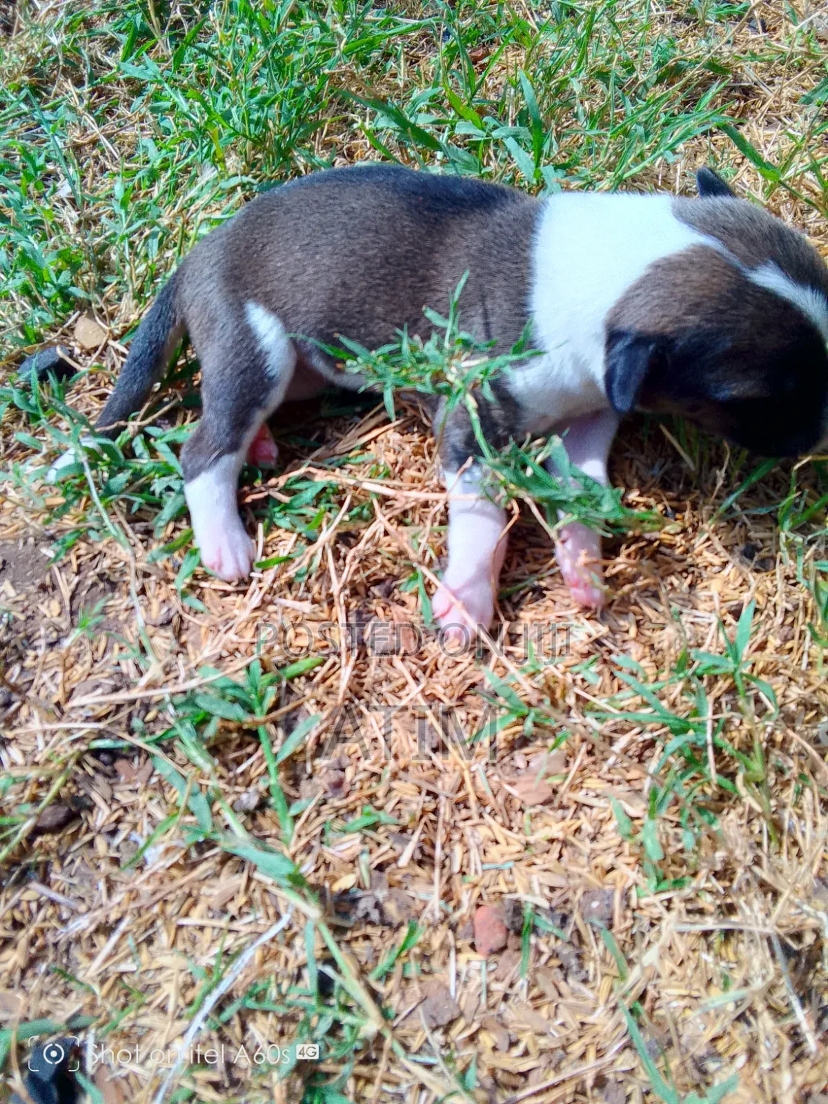 0-1 month Male Mixed Breed German Shepherd