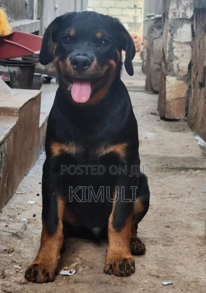 1-3 months Male Purebred Rottweiler