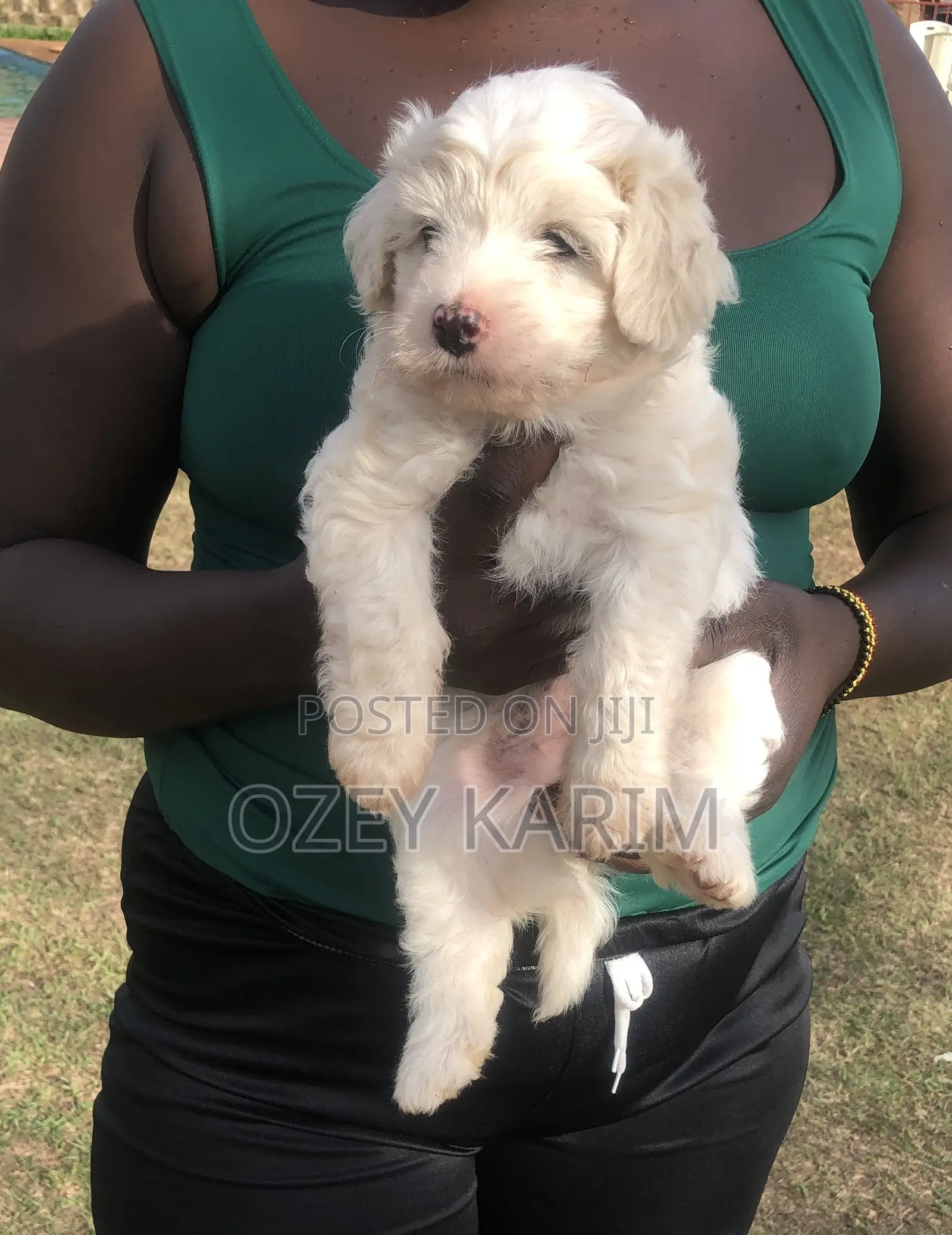 1-3 months Female Purebred Maltese