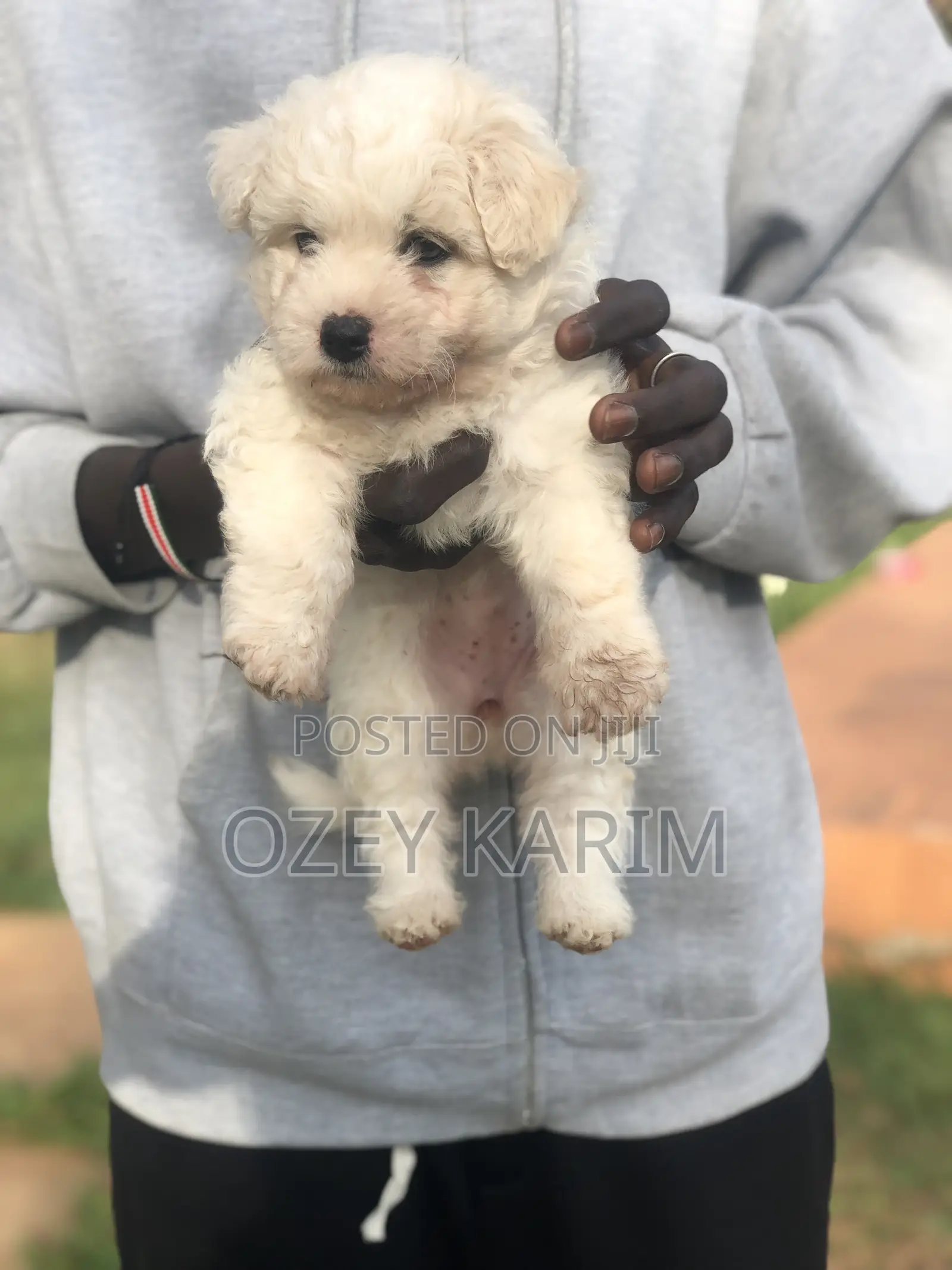 1-3 months Female Purebred Maltese