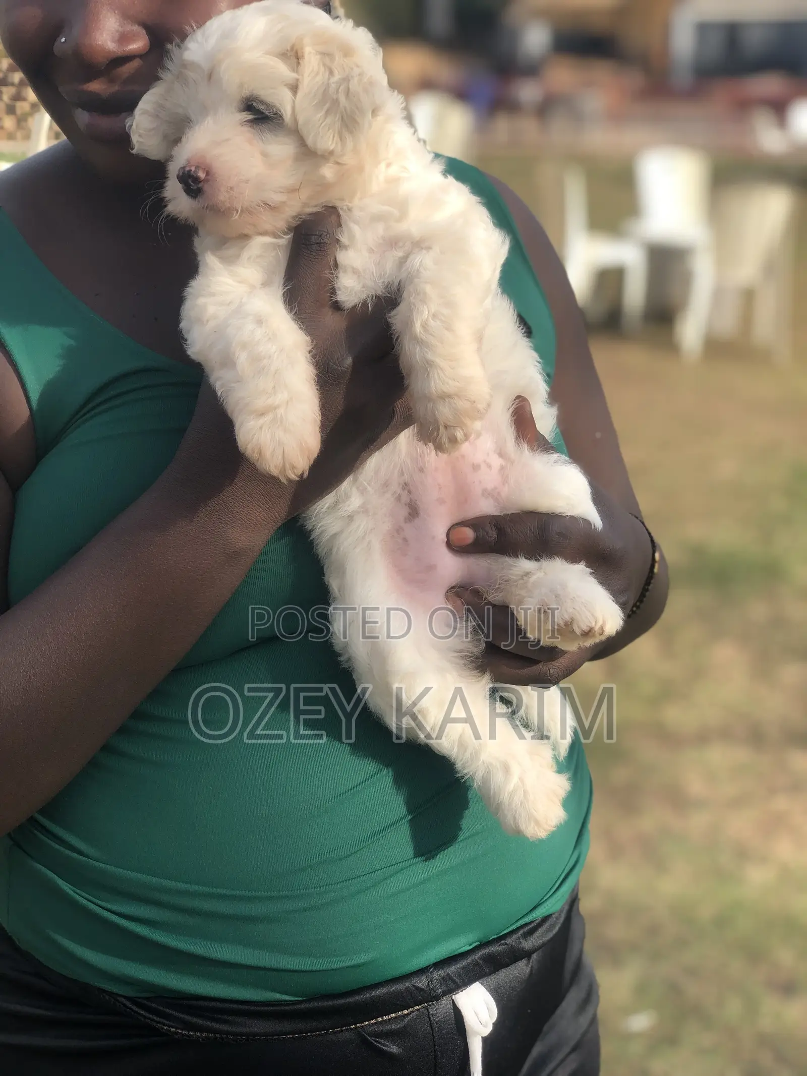 1-3 months Female Purebred Maltese