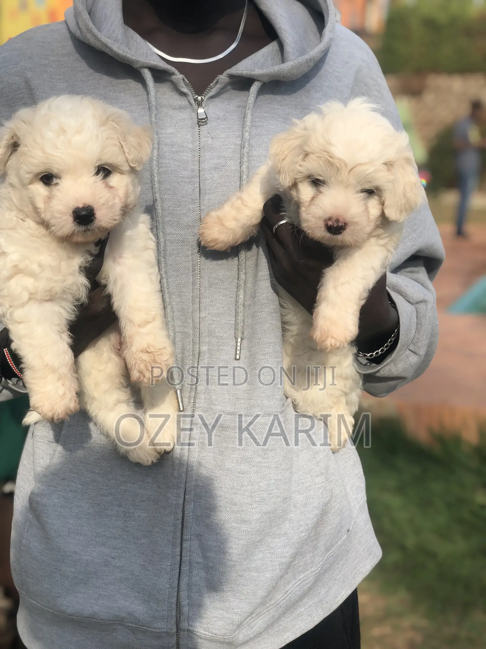 1-3 months Female Purebred Maltese