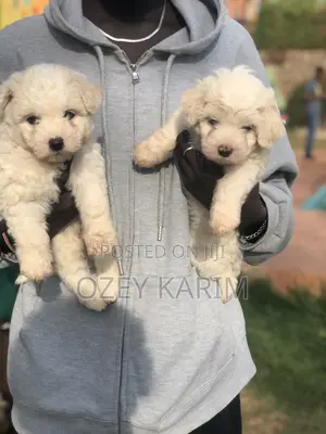 1-3 months Female Purebred Maltese