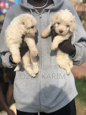 1-3 months Female Purebred Maltese