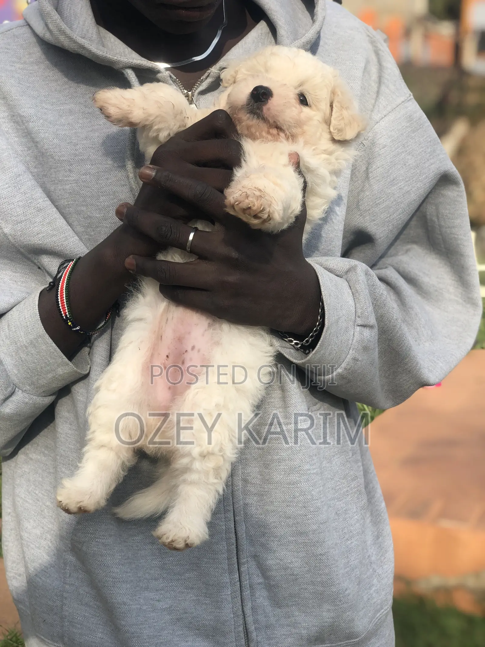 1-3 months Female Purebred Maltese