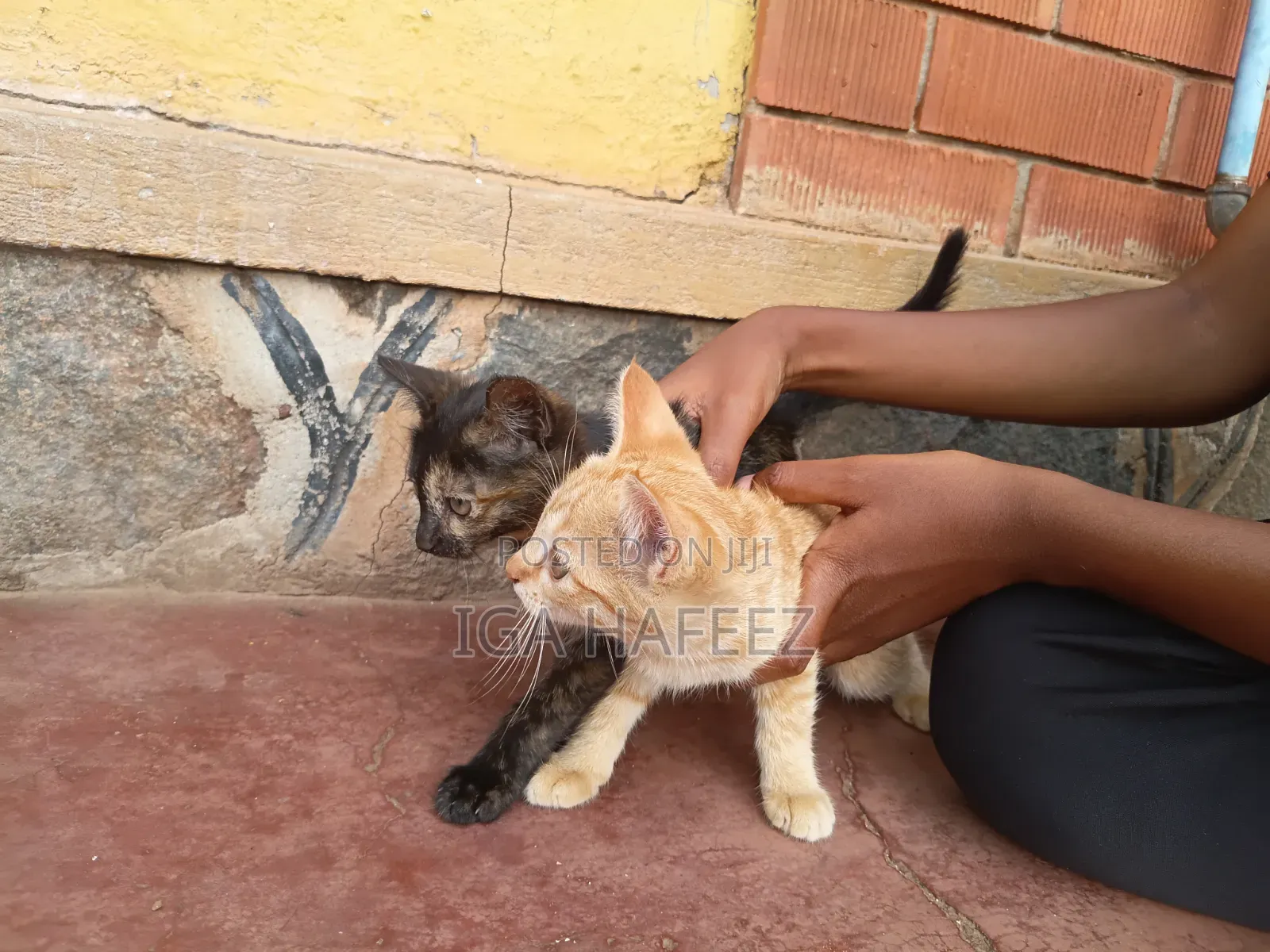 1-3 months Male Mixed Breed Cat