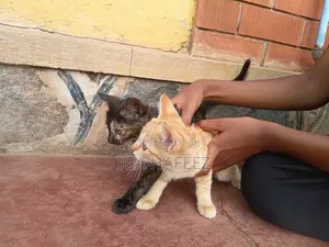 1-3 months Male Mixed Breed Cat