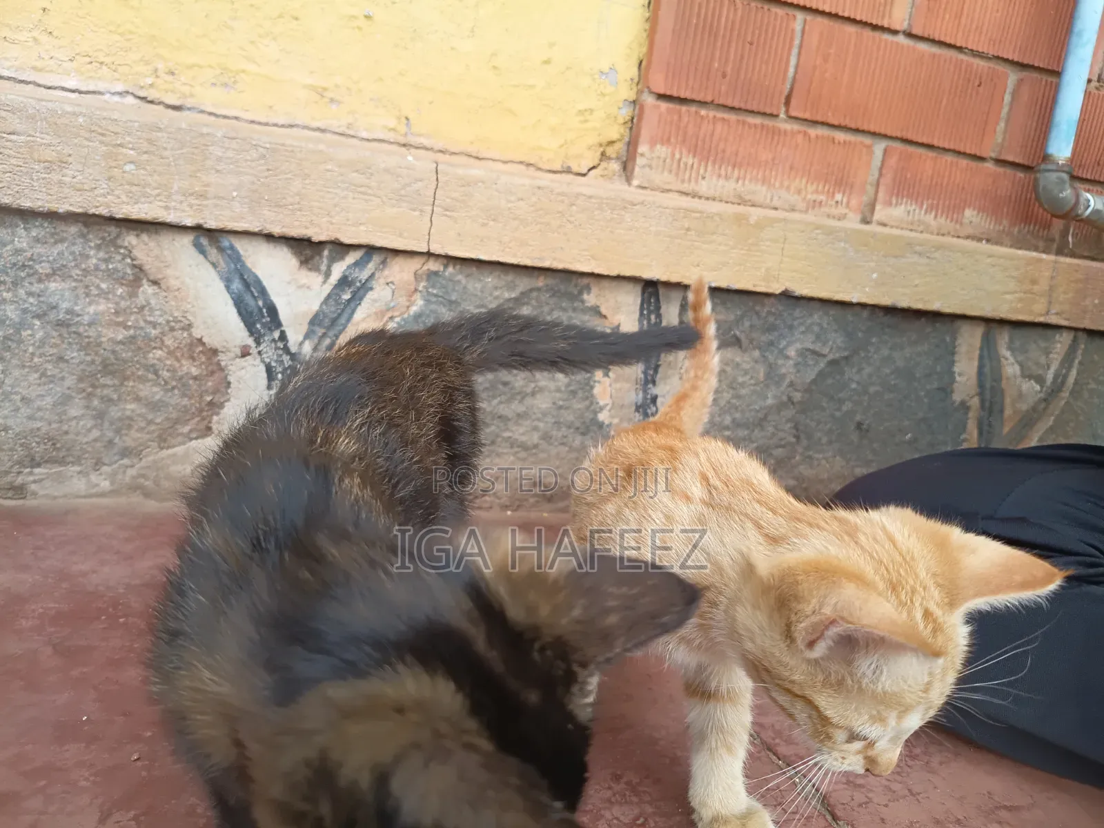 1-3 months Male Mixed Breed Cat