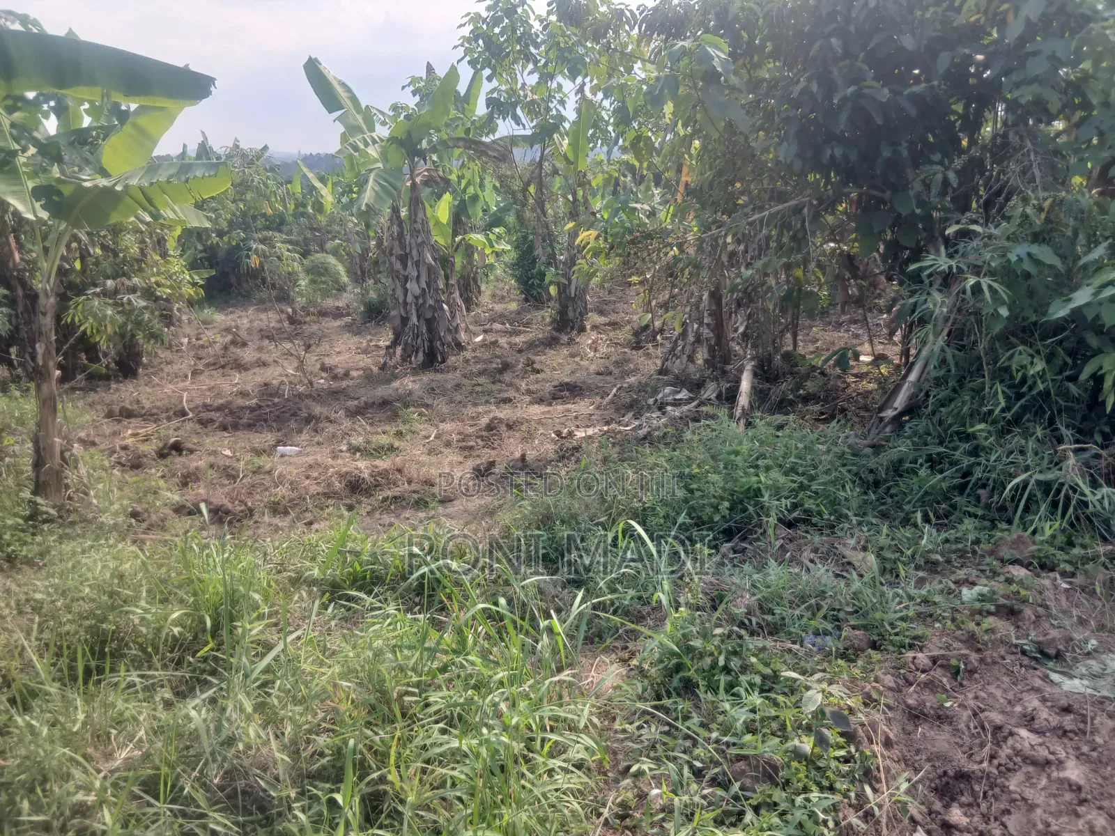 Land Property