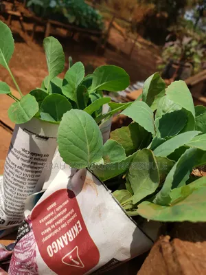 Cabbage Seedlings
