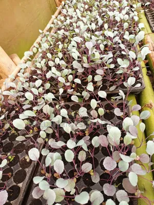 Nursery Bed Fruits, Vegetables and Trees