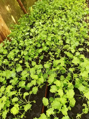 Nursery Bed Fruits, Vegetables and Trees