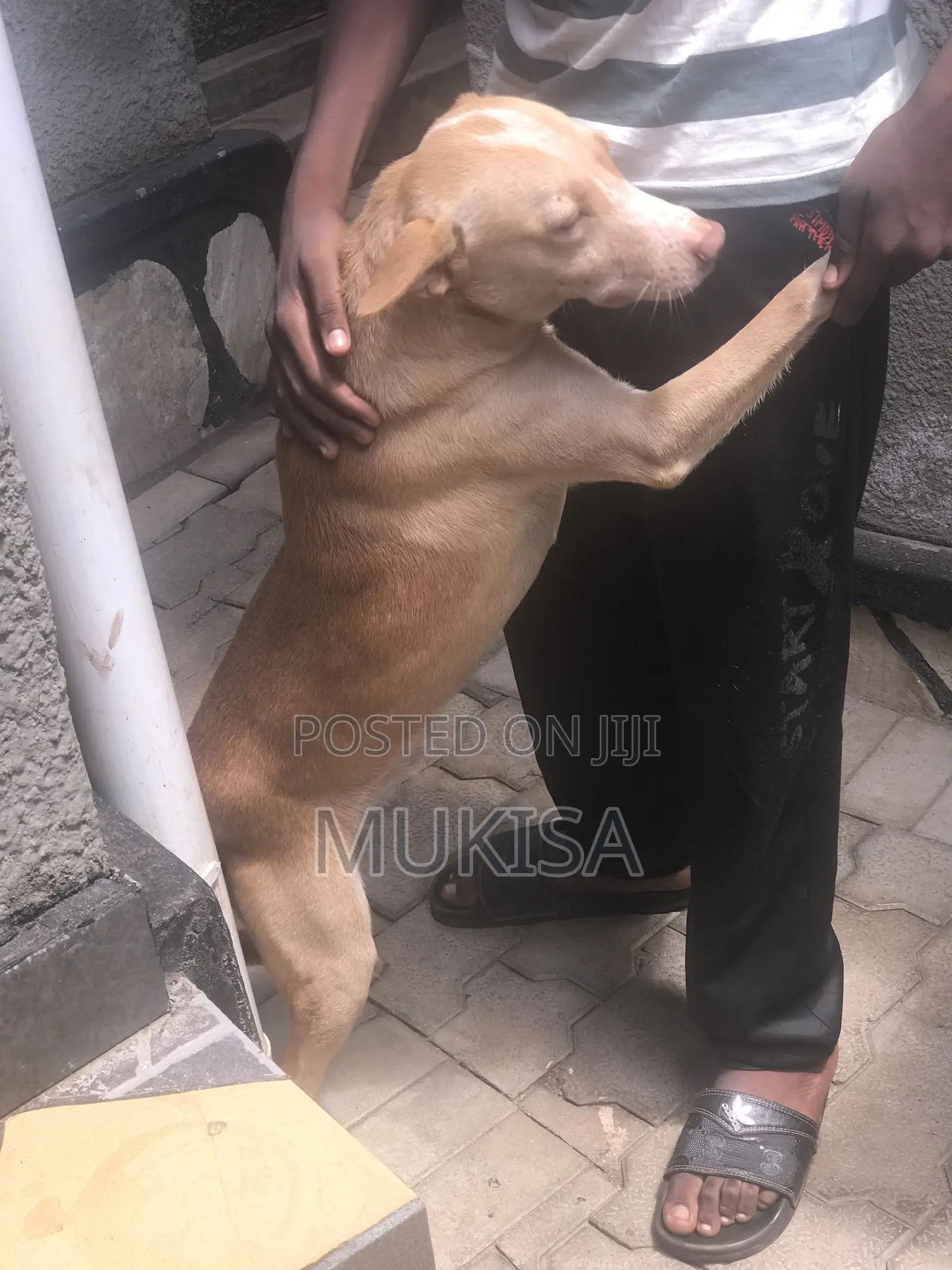 1+ year Male Mixed Breed Golden Retriever