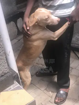 1+ year Male Mixed Breed Golden Retriever