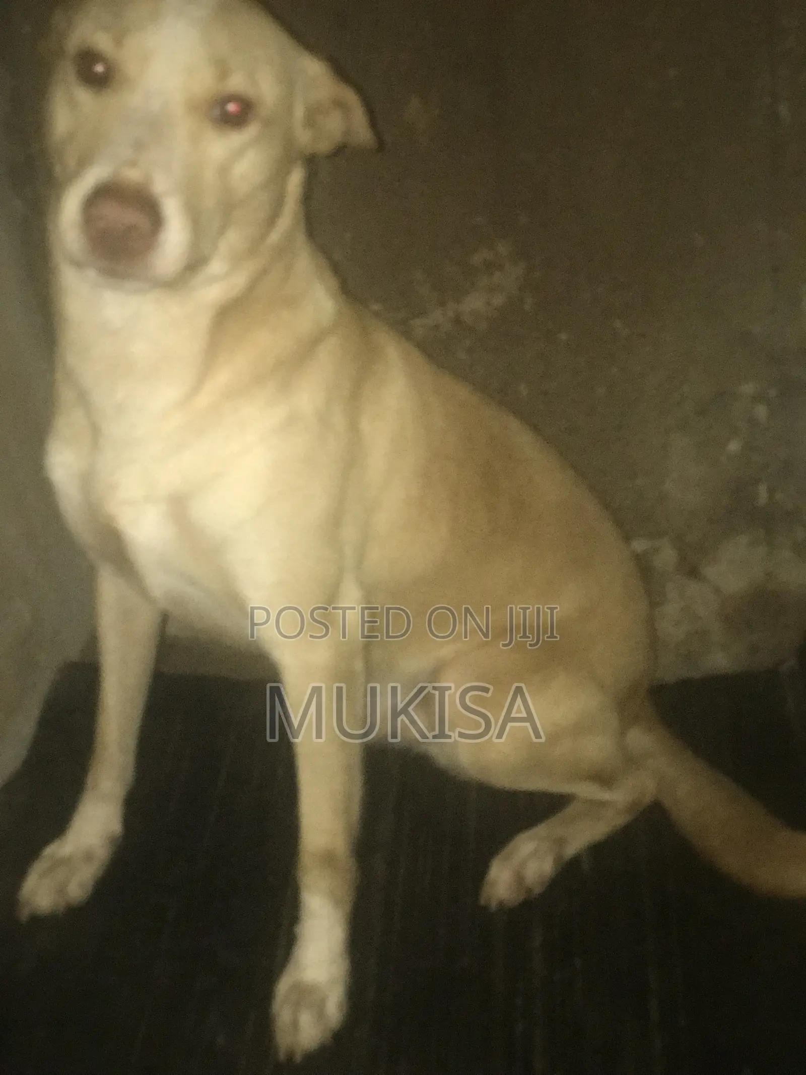 1+ year Male Mixed Breed Golden Retriever