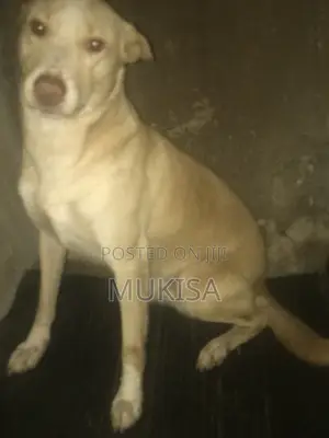 1+ year Male Mixed Breed Golden Retriever