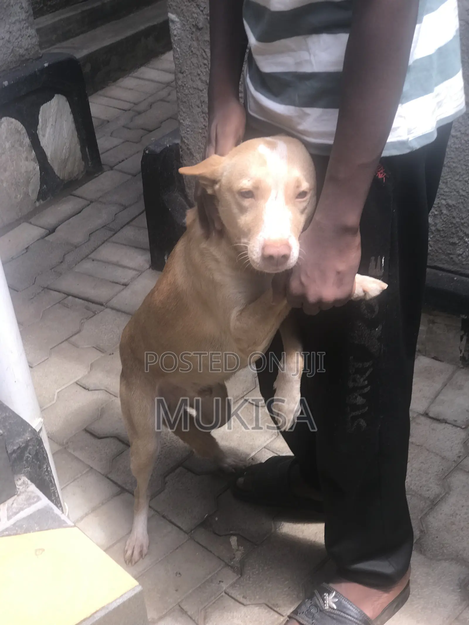1+ year Male Mixed Breed Golden Retriever