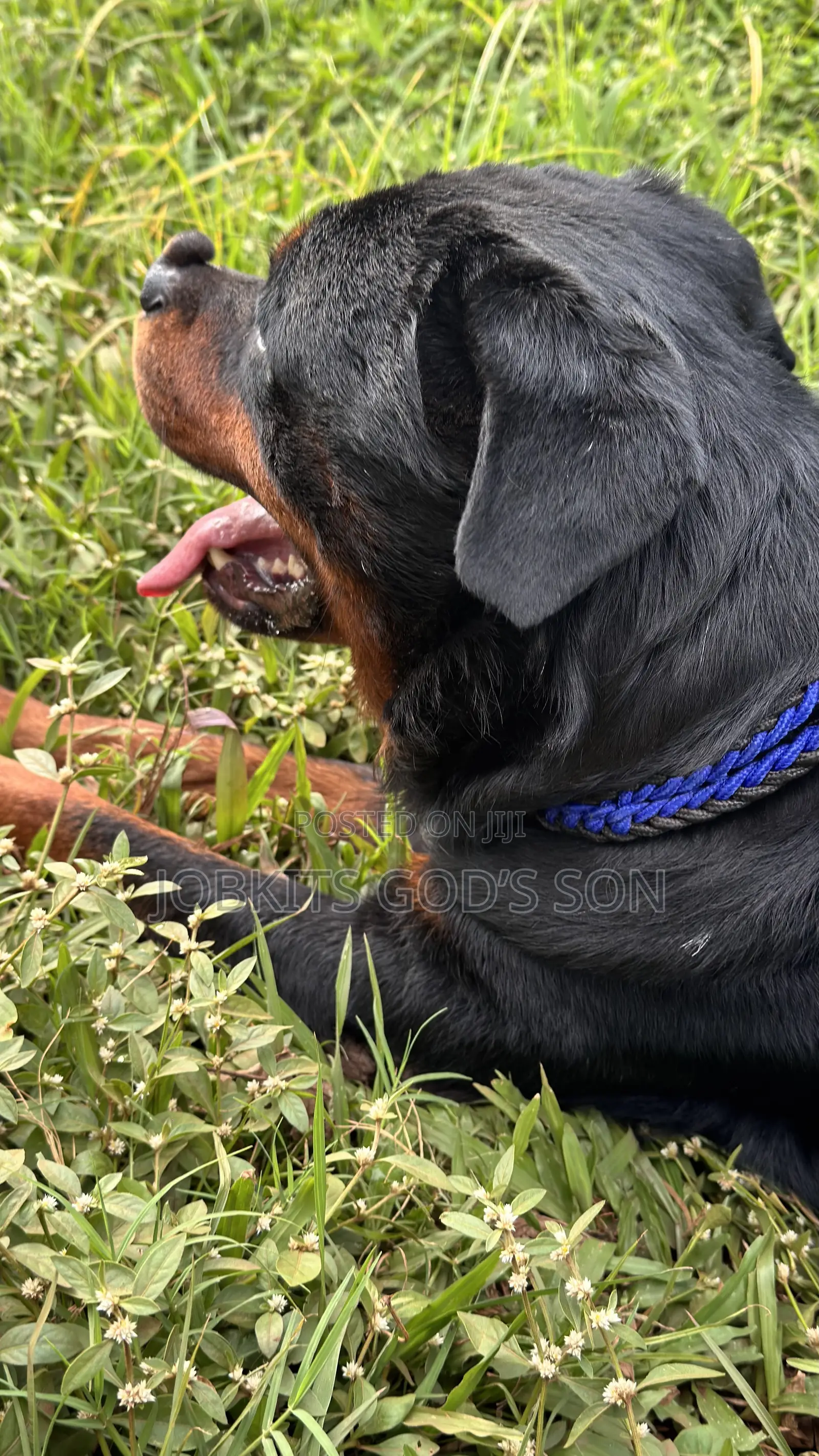 1+ year Male Purebred Rottweiler