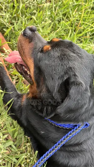 1+ year Male Purebred Rottweiler